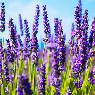 Lavender essential oil, certified organic